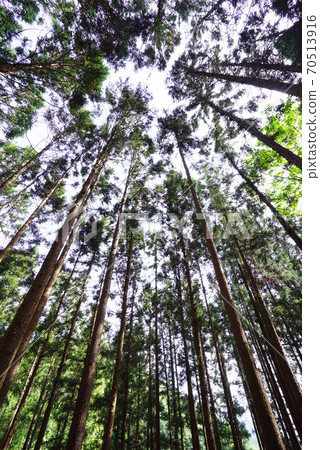 Cedar forest 70513916