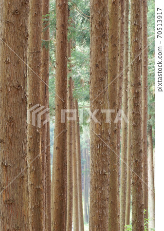 Cedar forest 70513917