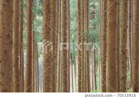 Cedar forest 70513918
