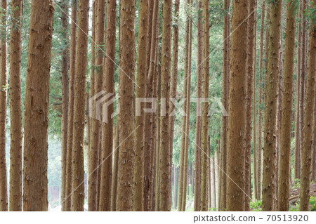 雪松森林 雪松森林 70513920