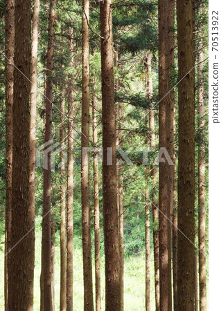 Cedar forest 70513922