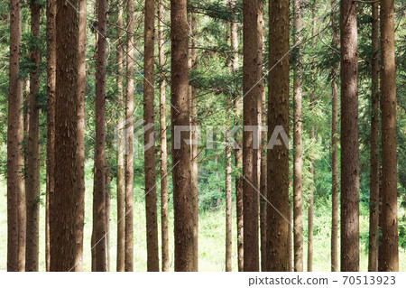 Cedar forest 70513923