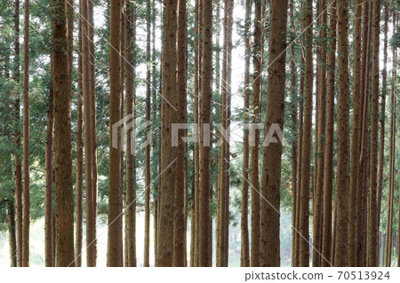 Cedar forest 70513924