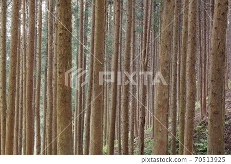 Cedar forest 70513925