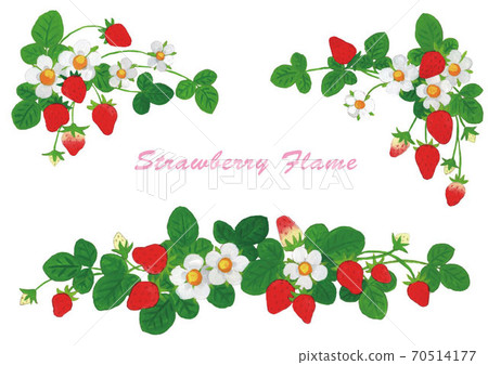 草莓圖框架設置線白色背景 草莓圖框架設置線白色背景 70514177