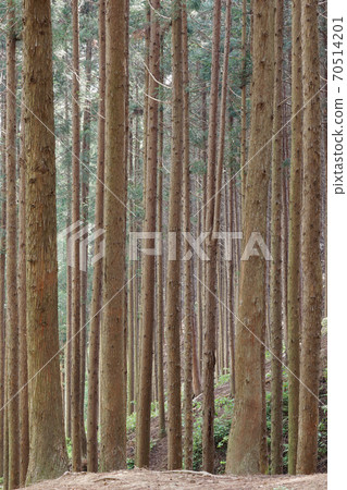 雪松森林 雪松森林 70514201