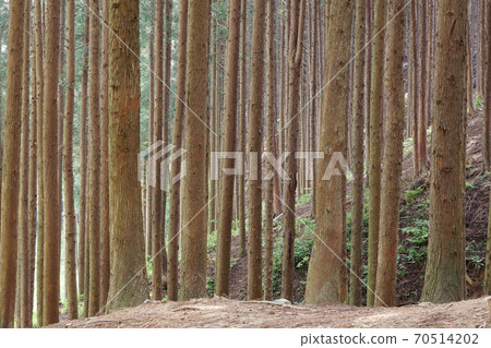 雪松森林 70514202