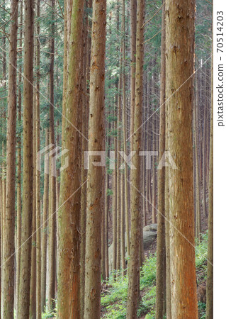 Cedar forest Cedar forest 70514203