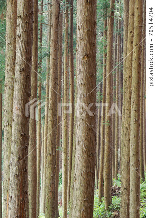 雪松森林 雪松森林 70514204