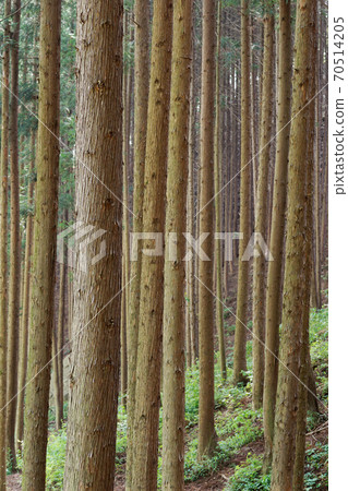 Cedar forest 70514205