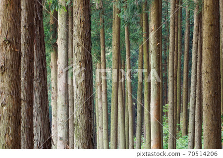 Cedar forest Cedar forest 70514206