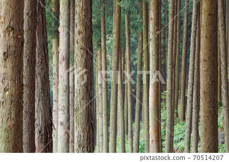 雪松森林 70514207