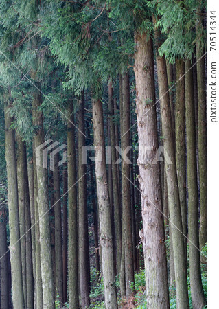 清寧山雪松和柏樹森林 70514344