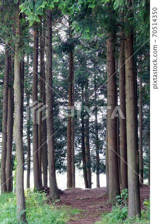 清寧山雪松和柏樹森林 70514350