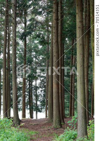 Cheongnyeongsan Cedar and Cypress Forest 70514351