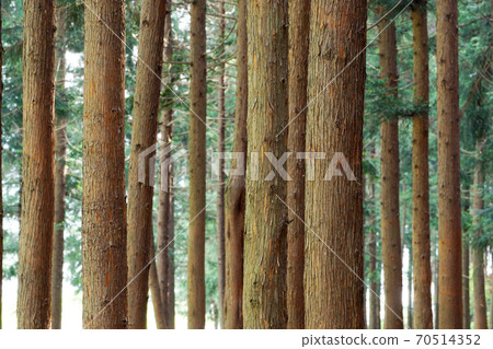 Cheongnyeongsan Cedar and Cypress Forest Cheongnyeongsan Cedar and Cypress Forest 70514352