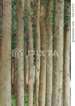 Cheongnyeongsan Cedar and Cypress Forest Cheongnyeongsan Cedar and Cypress Forest 70514353