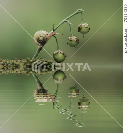 Close up Snail on lily fruits, water reflection Close up Snail on lily fruits, water reflection 70514359