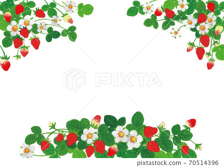 草莓圖框架設置線白色背景 草莓圖框架設置線白色背景 70514396