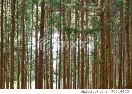 Cheongnyeongsan Cedar and Cypress Forest Cheongnyeongsan Cedar and Cypress Forest 70514400