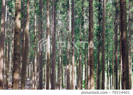 Cheongnyeongsan Cedar and Cypress Forest Cheongnyeongsan Cedar and Cypress Forest 70514401