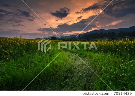 The beautiful scenery of the sunhemp field at sunset time in Chiang Rai, Thailand. 70514429