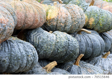 Green pumpkins on the rice straw background 70515646