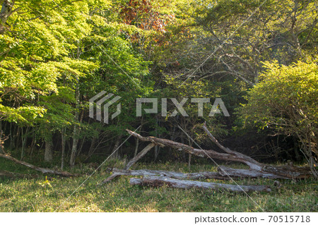 赤城神社附近的縣立赤城公園風光初秋的景色 70515718