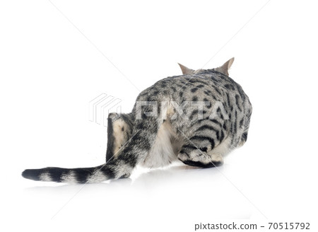 bengal cat in studio 70515792