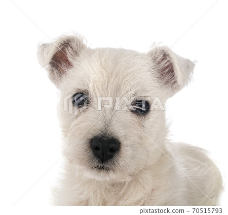 puppy West Highland White Terrier puppy West Highland White Terrier 70515793