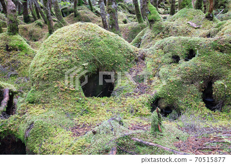 Shirakoman's pond Moss forest 70515877