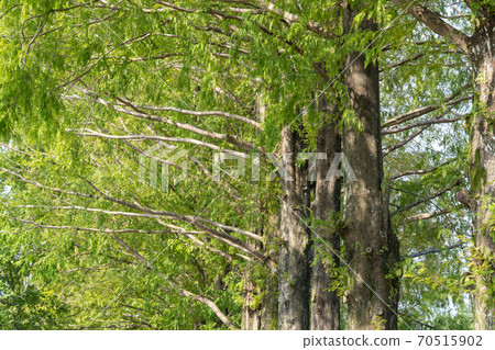 Metasequoia Cypress Family Metasequoia Genus Stock Photo