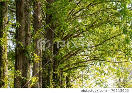 Metasequoia Cypress Family Metasequoia Genus Stock Photo