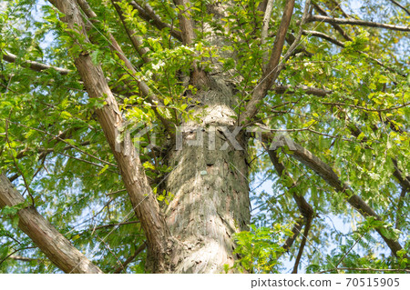 水杉Hinoki家族水杉屬 70515905