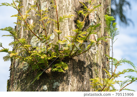 水杉Hinoki家族水杉屬 水杉Hinoki家族水杉屬 70515906