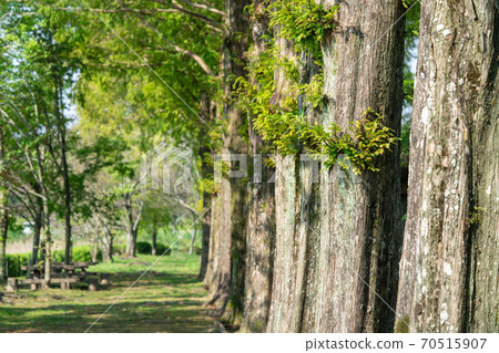 Metasequoia Cypress Family Metasequoia Genus Stock Photo