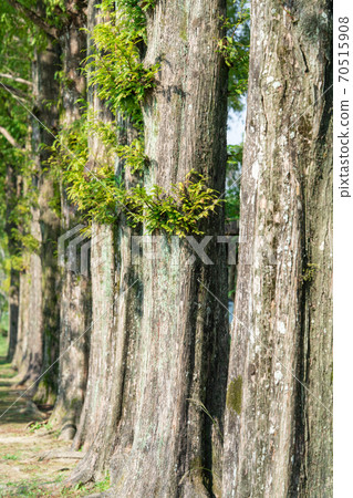 Metasequoia Cypress Family Metasequoia Genus Stock Photo