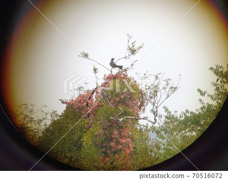 Bulbul peeking through a telescope Bulbul peeking through a telescope 70516072