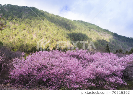 武陵農場浪漫櫻花季 武陵農場浪漫櫻花季 70516362