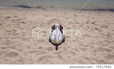 [Australia] Pelican sitting on a sandy beach facing the front 70517088