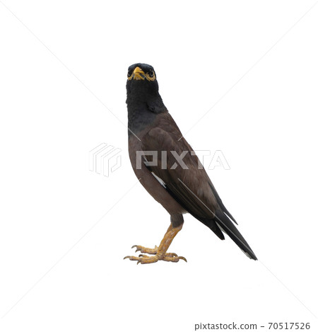 Close up of wild black Pigeon bird or dove standing isolated on white background. Animal. 70517526