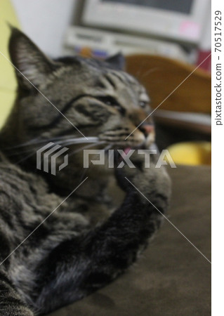 一隻貓 一隻貓 70517529