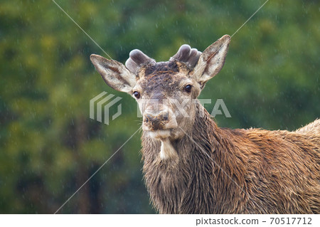 Red deer stag with new antlers growing in forest in springtime nature 70517712