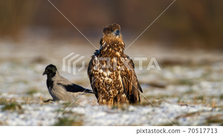 White-tailed eagle sitting on meadow in winter nature 70517713