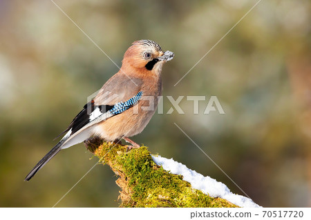 Alert eurasian jay sitting on branch in wintertime 70517720
