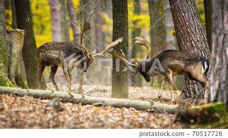 Majestic fallow deer stags fighting in forest in autumn. 70517726