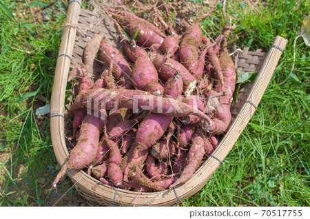 甘藷的收穫 70517755