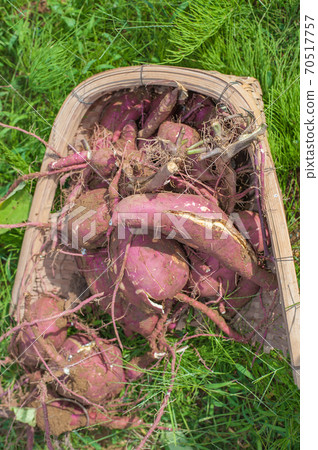 甘藷的收穫 70517757