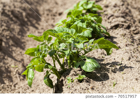 potatoes are grown on an agricultural field 70517957