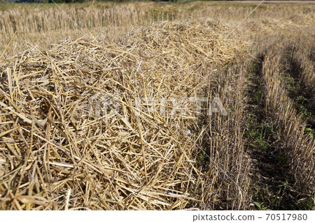 Mature yellowed cereals Mature yellowed cereals 70517980